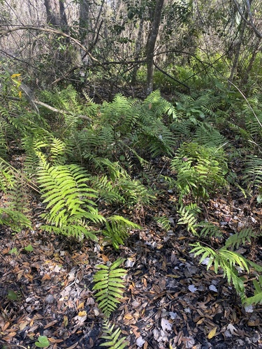 Anchistea virginica image