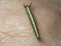 Nataxa flavescens