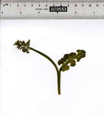 Botrychium neolunaria