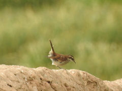 Cinclodes albiventris