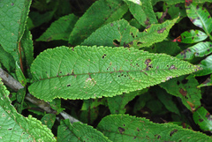 Joe-Pye weed