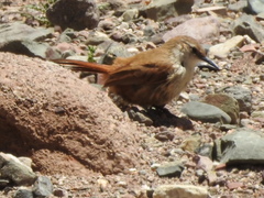 Ochetorhynchus ruficaudus