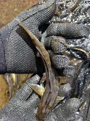 Eleginops maclovinus