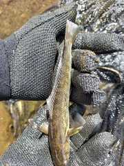 Eleginops maclovinus