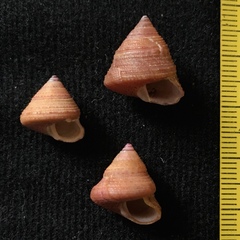 Calliostoma jucundum