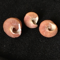 Calliostoma jucundum