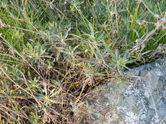 Eriogonum heracleoides