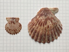 Aequipecten tehuelchus