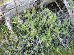 Eriogonum heracleoides