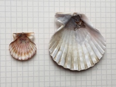 Aequipecten tehuelchus