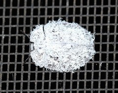 Emcephalus floccosus