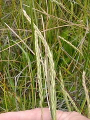 Hordeum procerum