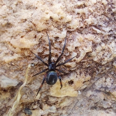 Steatoda cingulata