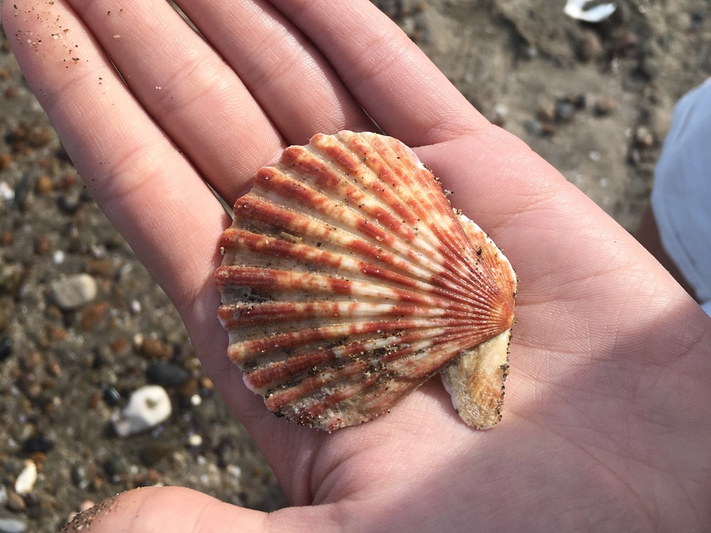 Tehuelche scallop