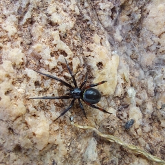 Steatoda cingulata
