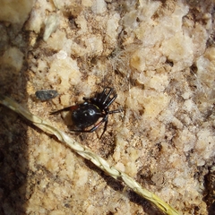 Steatoda cingulata
