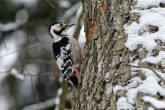 Dendrocopos leucotos