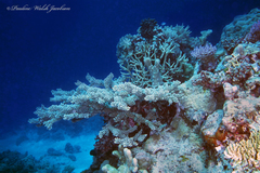 Acropora florida