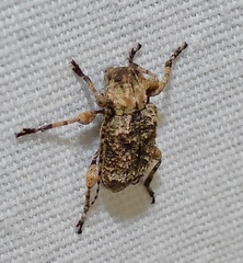 Leptostylus transversus