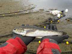 Eleginops maclovinus