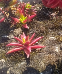Crassula