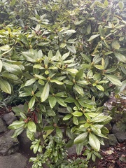 Rhododendron × hybridum