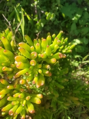 Crassula ovata