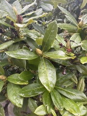 Rhododendron × hybridum