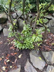 Rhododendron × hybridum