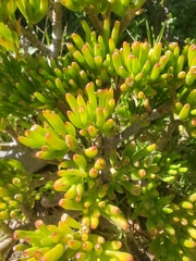 Crassula ovata
