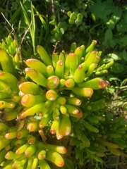 Crassula ovata