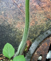 Hypolepis dicksonioides