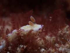 Goniobranchus albopustulosus