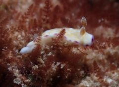 Goniobranchus albopustulosus