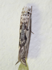Erechthias mystacinella