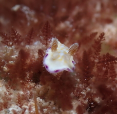 Goniobranchus albopustulosus