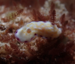 Goniobranchus albopustulosus