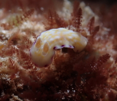 Goniobranchus albopustulosus