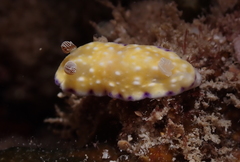 Goniobranchus albopustulosus