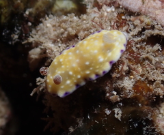 Goniobranchus albopustulosus