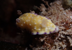 Goniobranchus albopustulosus