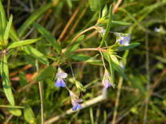 Collinsia parviflora
