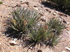 Yucca baccata baccata