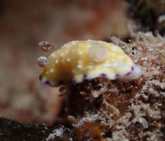 Goniobranchus albopustulosus