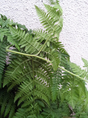 Hypolepis dicksonioides