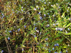 Collinsia parviflora