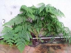 Hypolepis dicksonioides