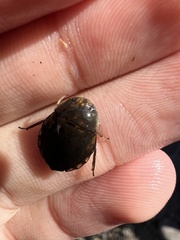 Ambrysus
