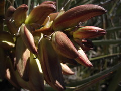 Yucca baccata baccata