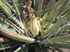 Yucca baccata baccata